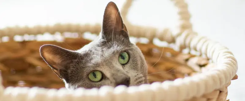 Best food for russian blue cats