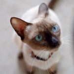 Best food for siamese cats