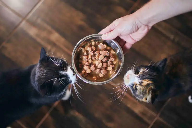 chicken based cat food that all cats like to eat