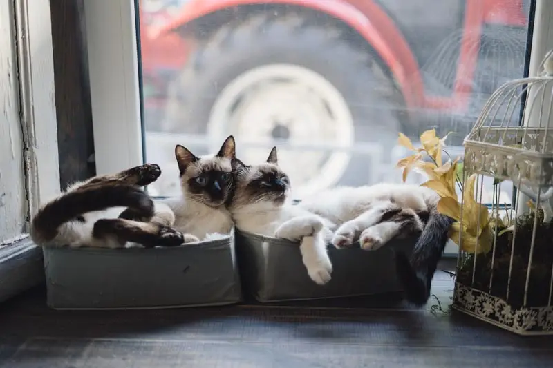 Best food for siamese cats