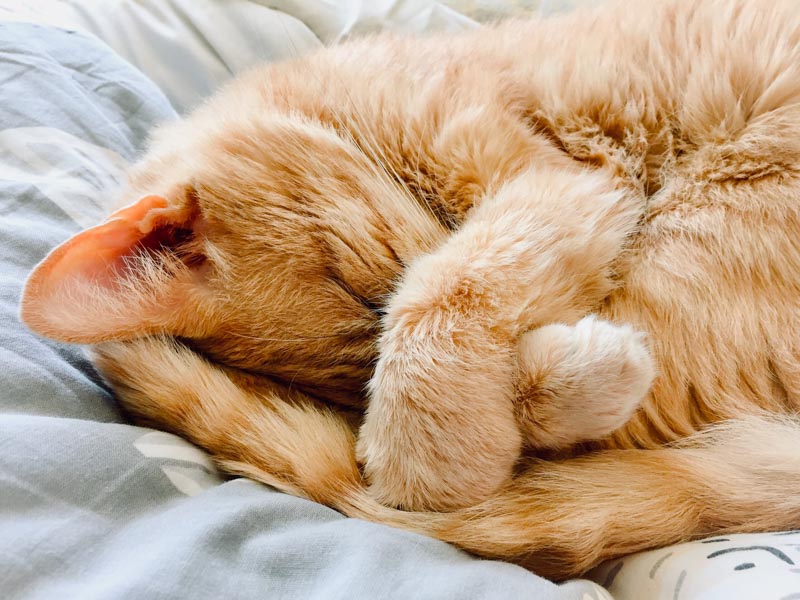 So why do cats cover their face when they sleep?