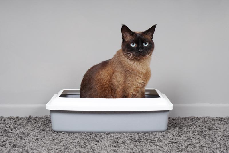 kitty litter storage ideas