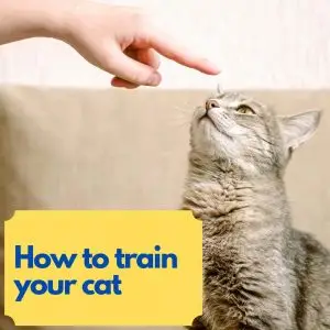 How to train your cat